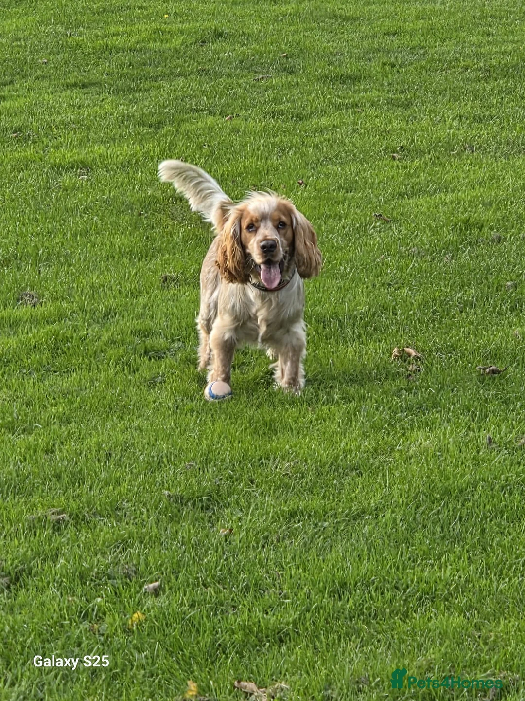 Cocker Spaniel dogs for stud: Stud dog  - Advert 6