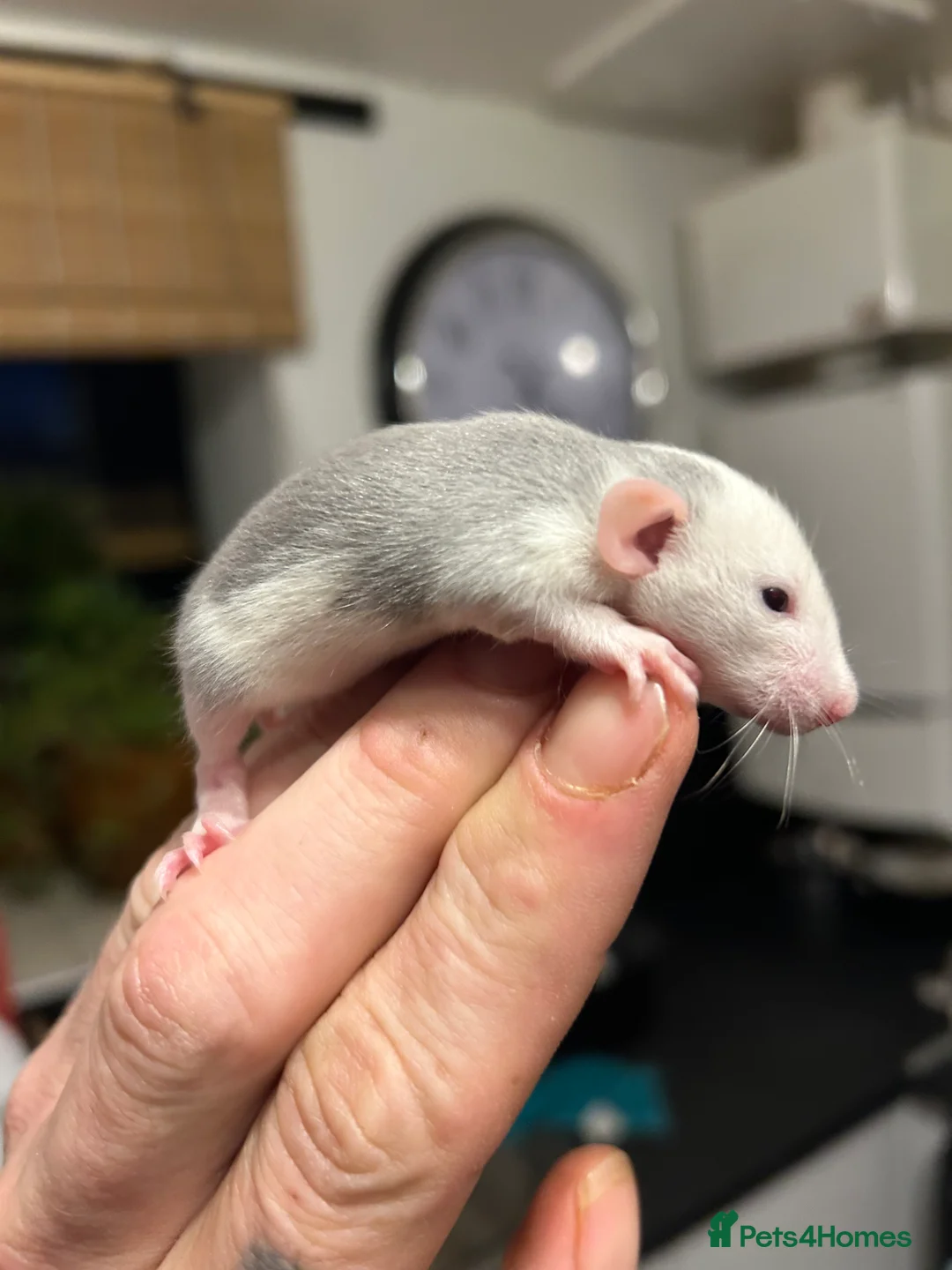 Rat rodents for sale: Fancy Rats - Advert 2