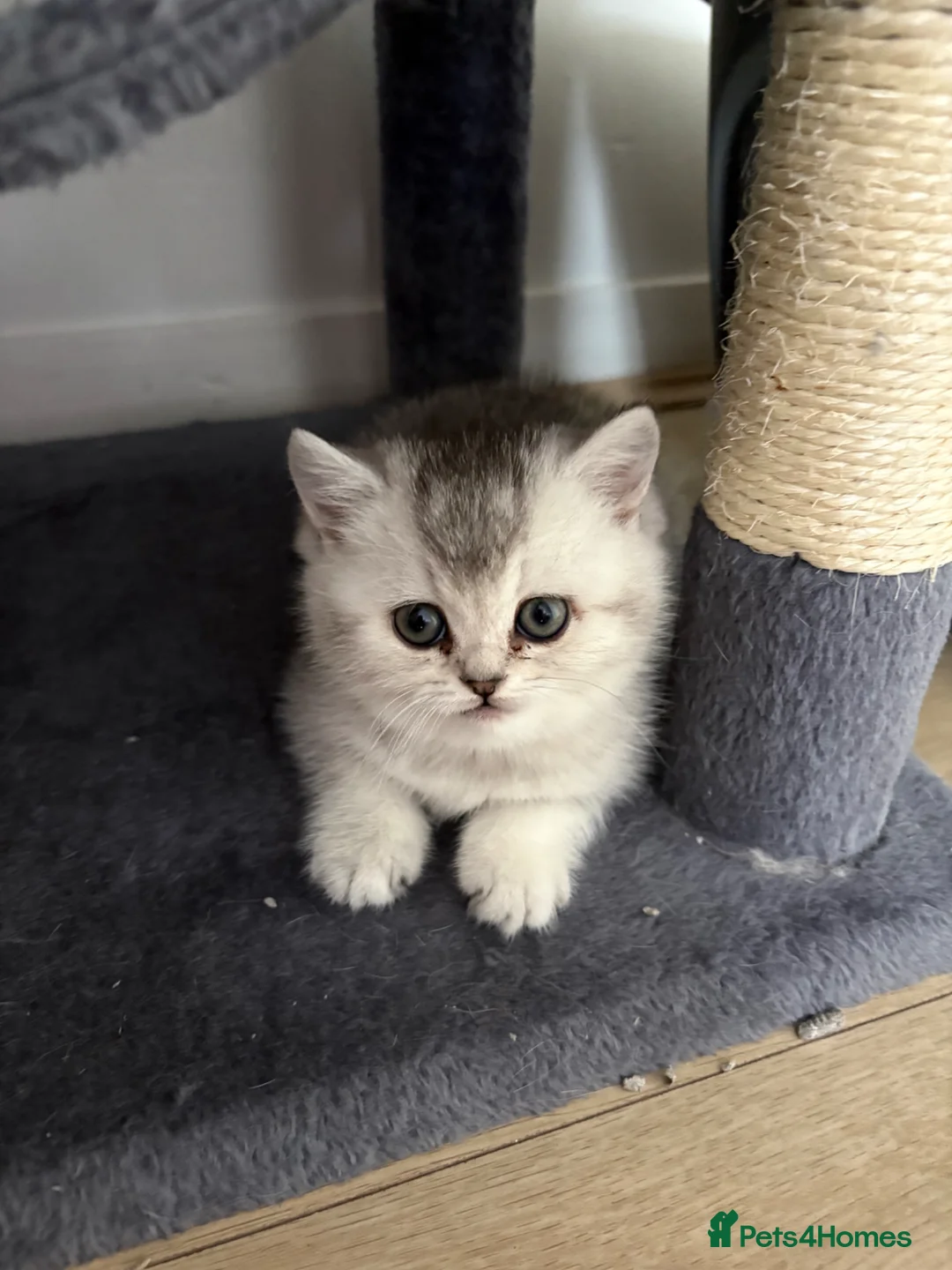 Scottish Fold cats for sale: Scottish straight girl - Advert 2