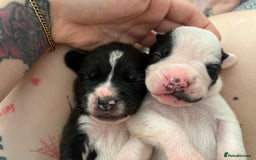 Mixed Breed dogs for sale: French bulldog cross American bulldog  - Image 16
