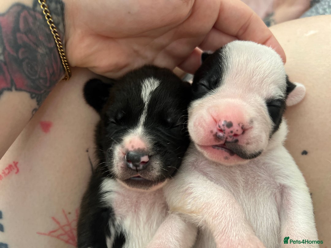 Mixed Breed dogs for sale: French bulldog cross American bulldog  - Image 16