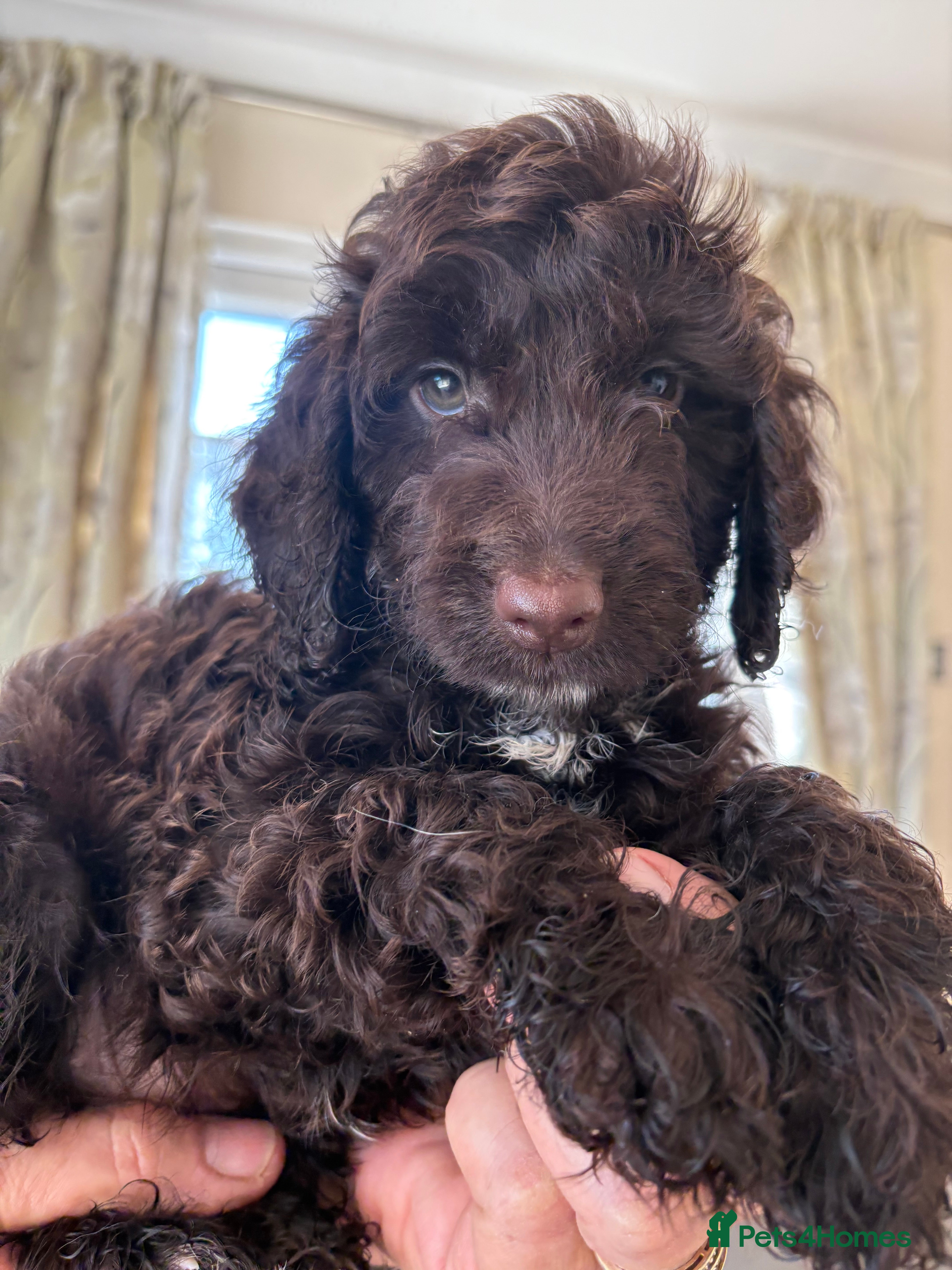 Cockapoo dogs Most Beautiful litter F1 Cockapoo puppies  - Advert 8