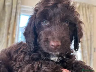 Cockapoo dogs Most Beautiful litter F1 Cockapoo puppies - Advert 8