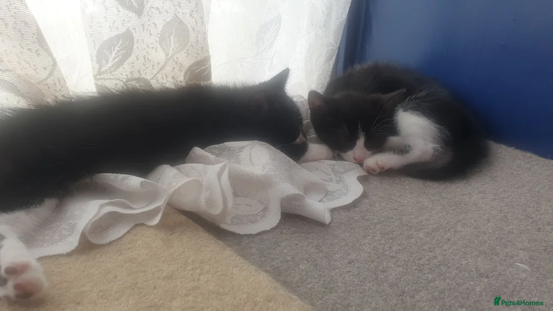 British Shorthair cats for sale: 5 gorgeous kittens  in Eastbourne - Advert 2