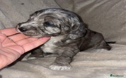 Cockapoo dogs for sale: Cockapoo  - Image 17