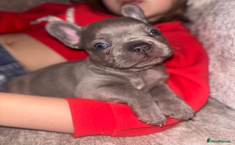 French Bulldog dogs - Advert 4