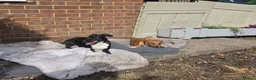 Mixed Breed dogs for sale: Lovely Pups for sale in Marlborough - Advert 8