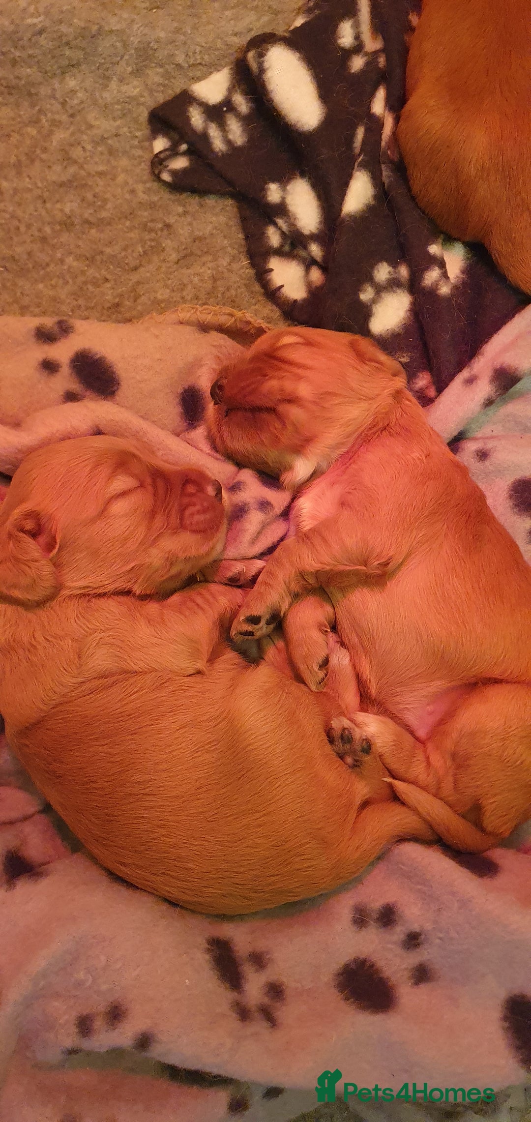 Cocker Spaniel dogs for sale: 4 Gorgeous Cocker Spaniel Puppies - Image 2