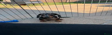 Dachshund 2 has now found her wonderful new home 