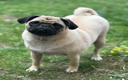 Puggle dogs for sale: Maya pug  - Image 2