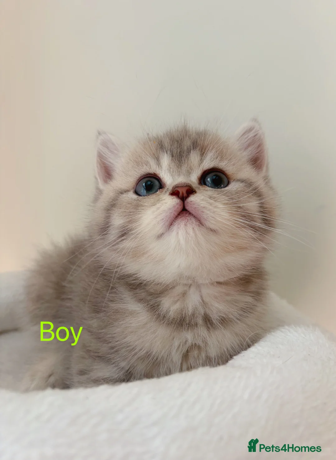 British Shorthair cats for sale: BSH - 4 boys 2 girls  - Advert 2