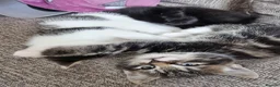 Domestic Shorthair cats for sale: Three kittens looking for the best homes - Advert 2