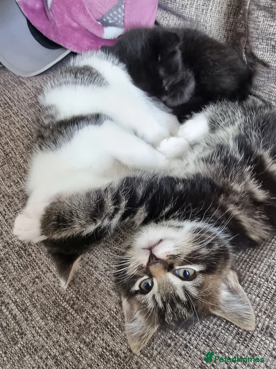 Domestic Shorthair cats for sale: Three kittens looking for the best homes - Advert 2