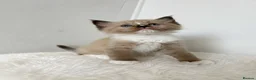 Ragdoll cats for sale: Stunning Ragdoll kittens  - Advert 4