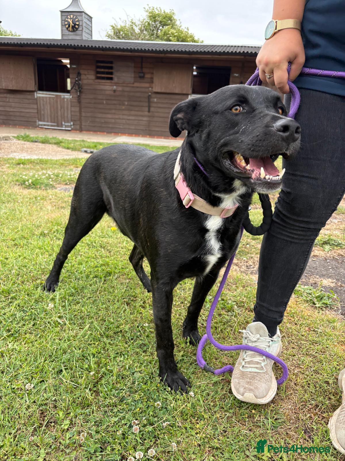 Mixed Breed dogs for adoption: Kofi foster or adopt please - Advert 1