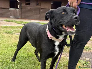 Mixed Breed dogs for adoption: Kofi foster or adopt please - Advert 2