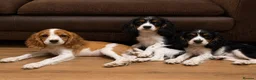 Cockalier dogs for sale: Beautiful litter ready to leave now 💕 - Advert 7