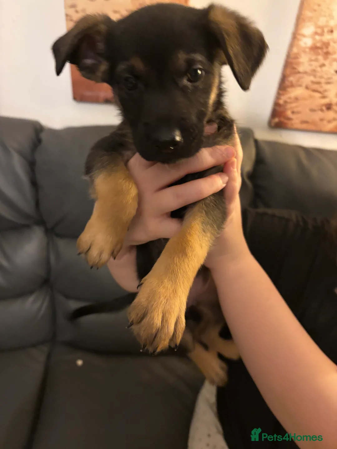 Mixed Breed dogs for sale: German Shepherd Rottweiler Puppies - Advert 15