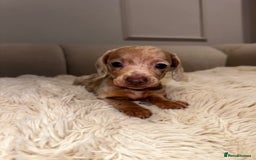 Miniature Dachshund dogs for sale: Stunning ISABELLA miniature dachshunds  - Image 18