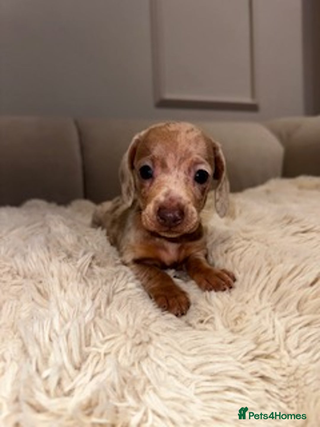 Miniature Dachshund dogs for sale: Stunning ISABELLA miniature dachshunds  - Image 18
