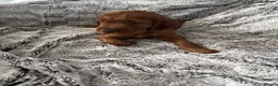 Irish Setter dogs for sale: KC registered Irish Setter puppies Bexhill-on-Sea - Advert 8