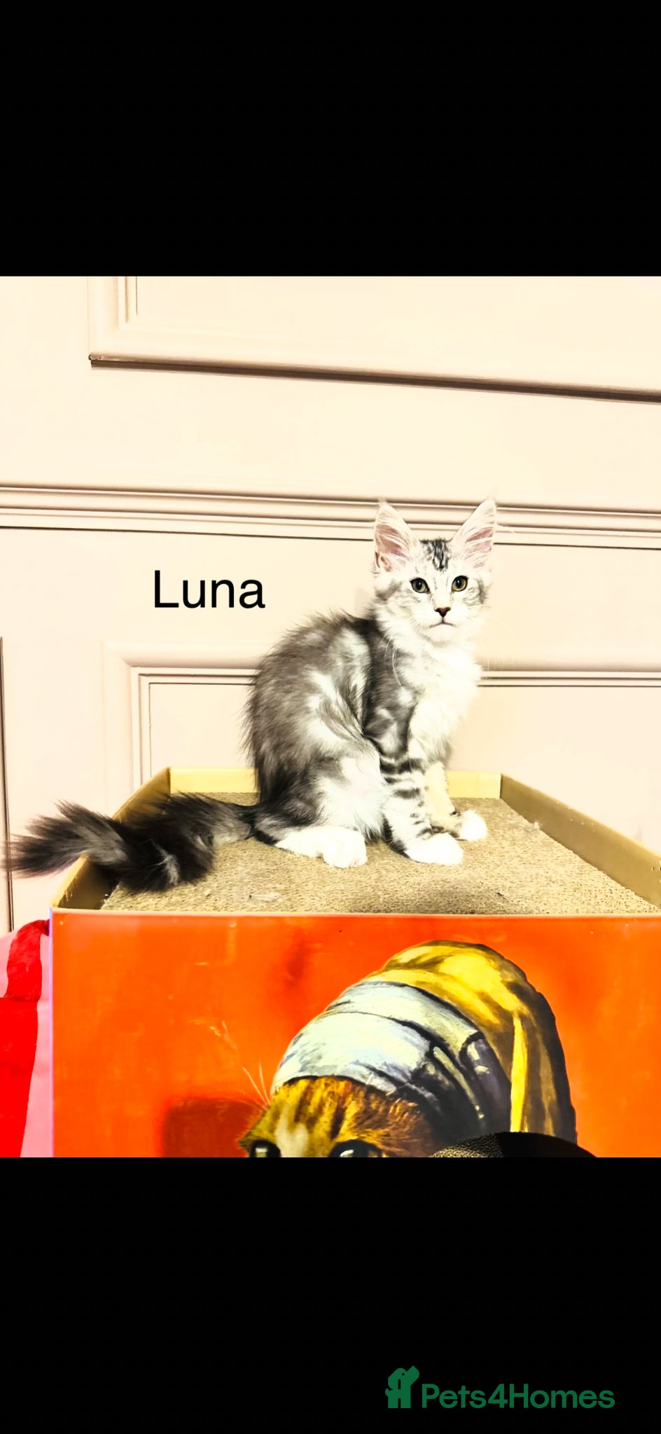 Maine Coon cats Maine coon polydactyls kittens DNA clear TICA reg - Advert 6