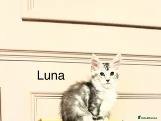 Maine Coon cats Maine coon polydactyls kittens DNA clear TICA reg - Advert 6