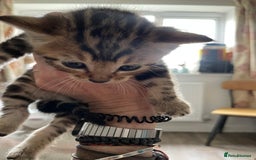 Bengal cats for sale: 9 BENGAL RAGDOLL X KITTENS - Image 28