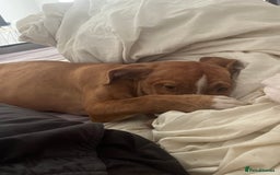 Mixed Breed dogs for sale: Narla - Image 3