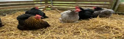Chickens poultry for sale: Pekin bantam hatching eggs, chicks, growers, hens - Advert 8