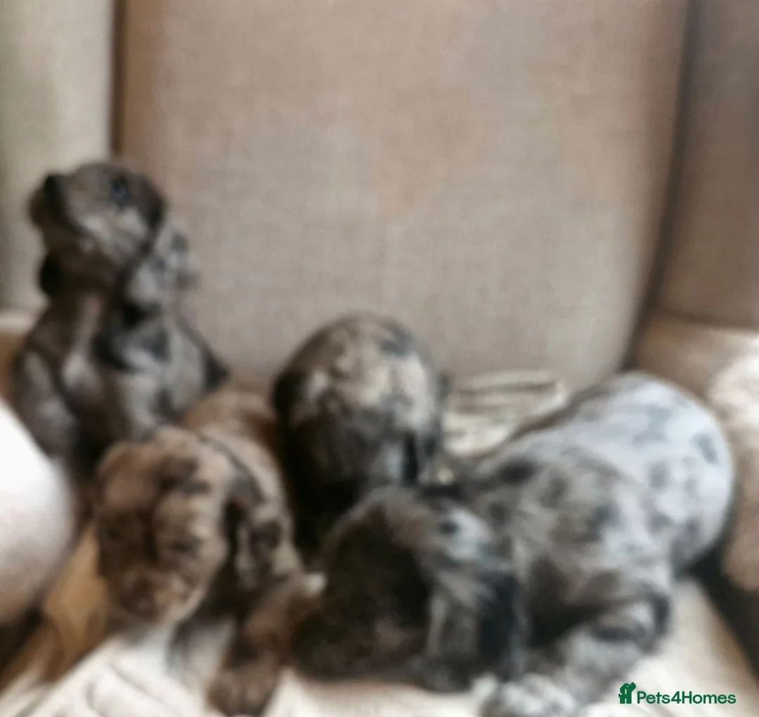 Cocker Spaniel dogs for sale: Mixed litter of Cocker Spaniel puppies  - Advert 26