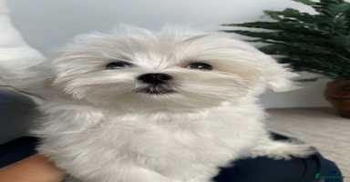Maltese dogs - Advert 11