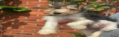Fox Terrier 1