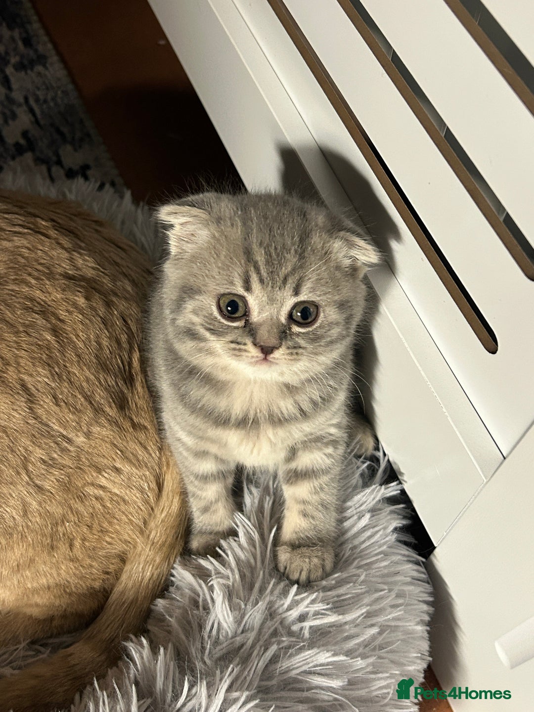 Scottish Fold cats for sale: Scottish Fold Female Kitten Blue/Silver Rare - Advert 5