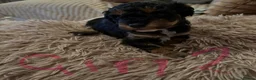 Lhasapoo dogs for sale: Beautiful Lhasapoo puppies  - Advert 6