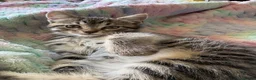 Mixed Breed cats for sale: Tabby boy kitten  - Advert 1