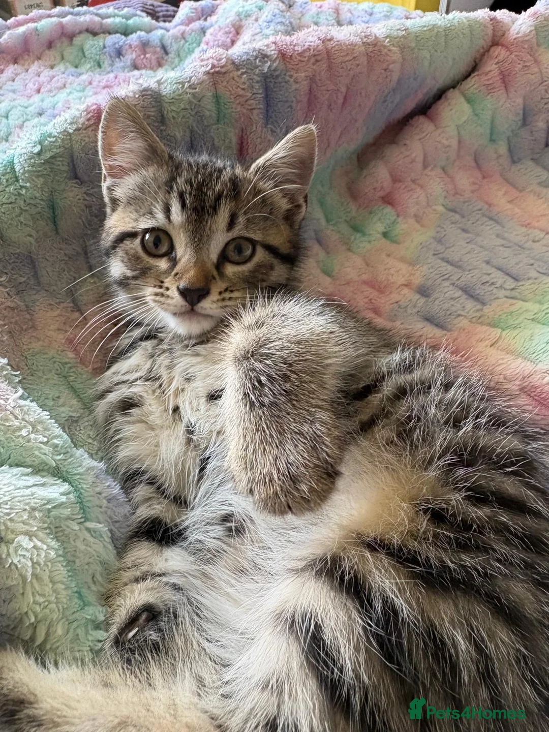 Mixed Breed cats for sale: Tabby boy kitten  - Advert 1