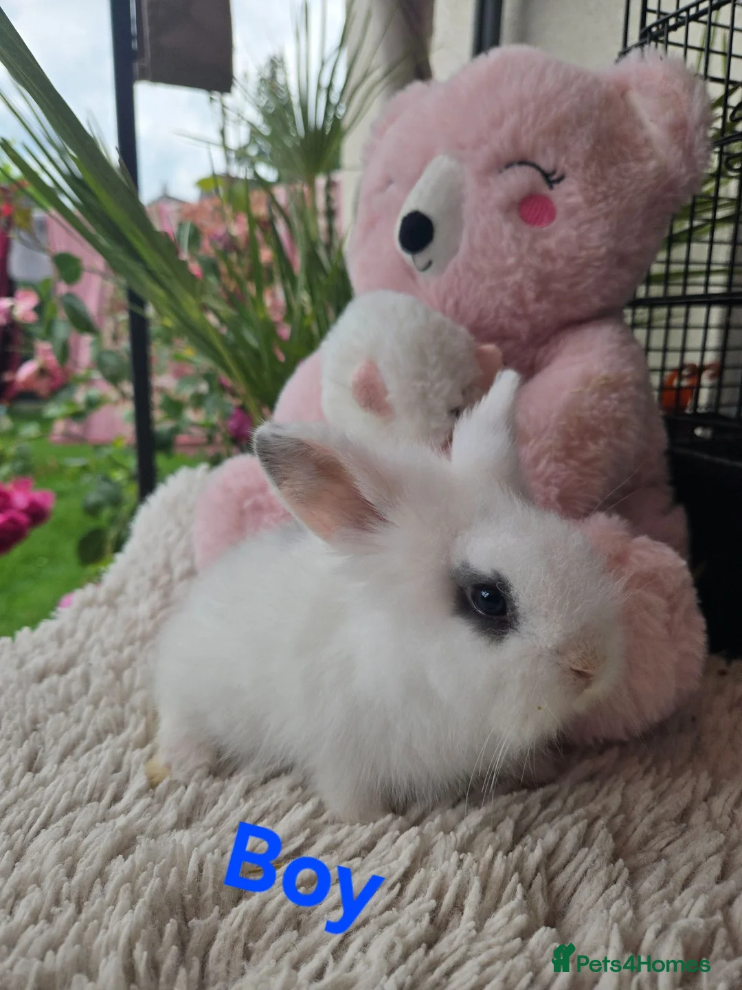 Mini Lion Lop rabbits for sale: Beautiful tame blue eye Supersoft babies.  - Advert 2