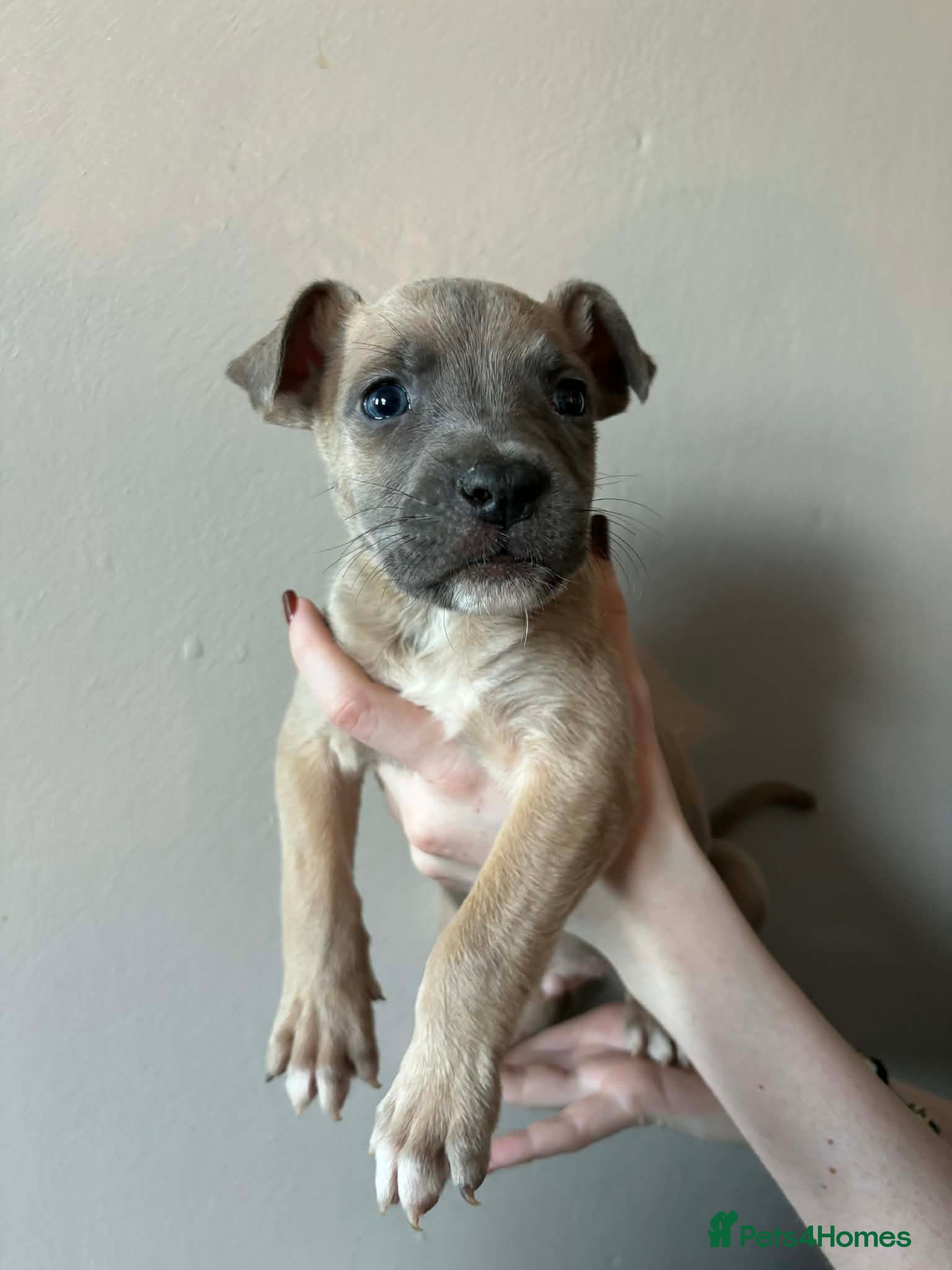 Mixed Breed dogs URGENT REHOMING - 18 weeks old puppy  - Advert 1