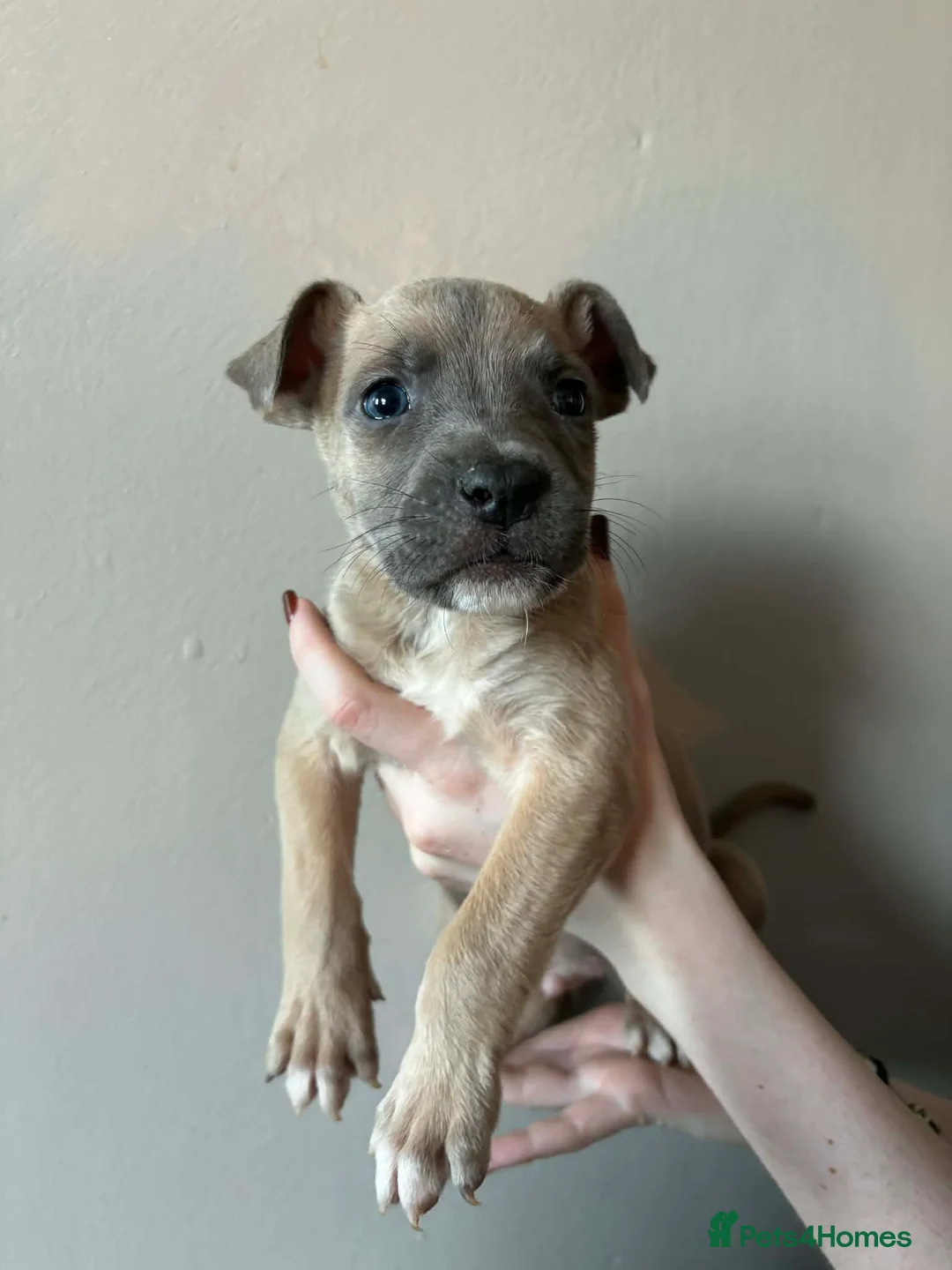 Mixed Breed dogs for sale: URGENT REHOMING - 18 weeks old puppy  - Advert 1