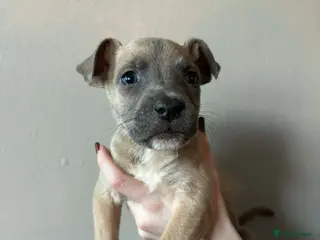 Mixed Breed dogs URGENT REHOMING - 18 weeks old puppy - Advert 1