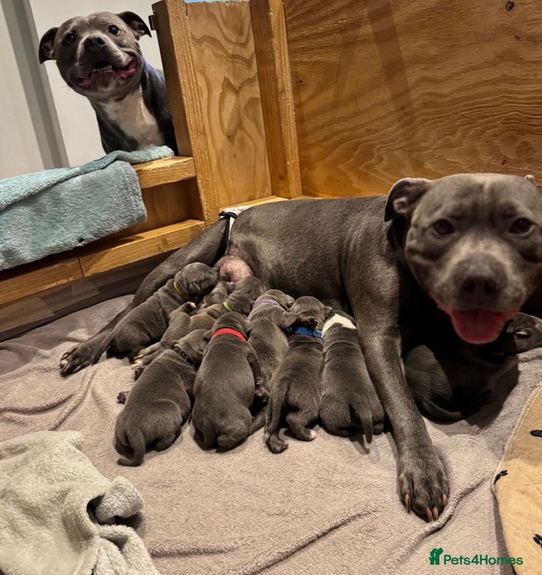 Staffordshire Bull Terrier dogs Beautiful Pure English Blue Staffys pups for sale - Advert 1