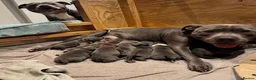 Staffordshire Bull Terrier dogs for sale: Beautiful Pure English Blue Staffys pups for sale - Advert 1