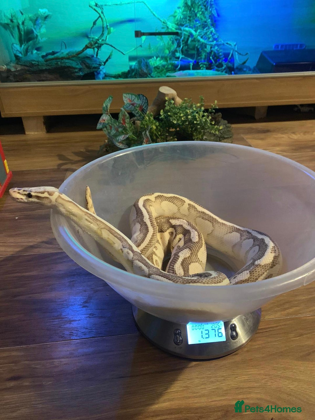 Python Snake reptiles for sale: Royal pythons looking for new homes  - Advert 15