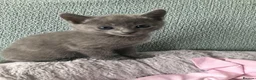 Russian Blue cats for sale: TICA registered Russian Blue kittens - Advert 16