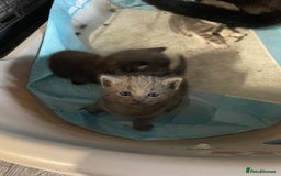 Mixed Breed cats for sale: 1 male still available  in Witney - Image 8