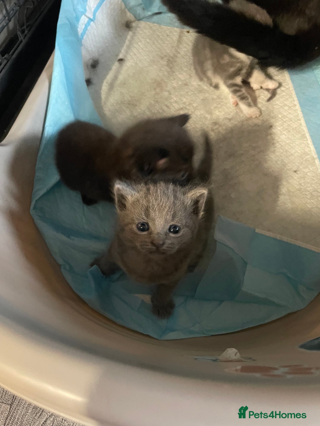 Mixed Breed cats for sale: 1 male still available  in Witney - Image 8