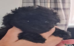 Toy Poodle dogs for sale: Toy poodle babies - Advert 2