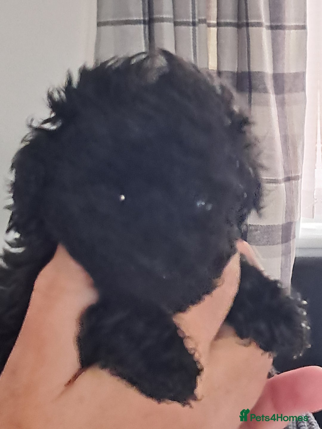 Toy Poodle dogs for sale: Toy poodle babies - Advert 2