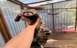 Ferret rodents for sale: Ferret / pole cat  - Image 2